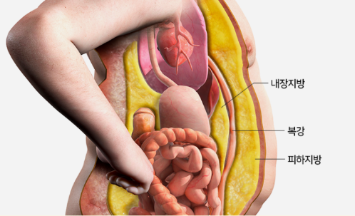 내장지방 빼는법
