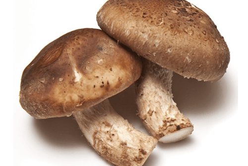 표고버섯26