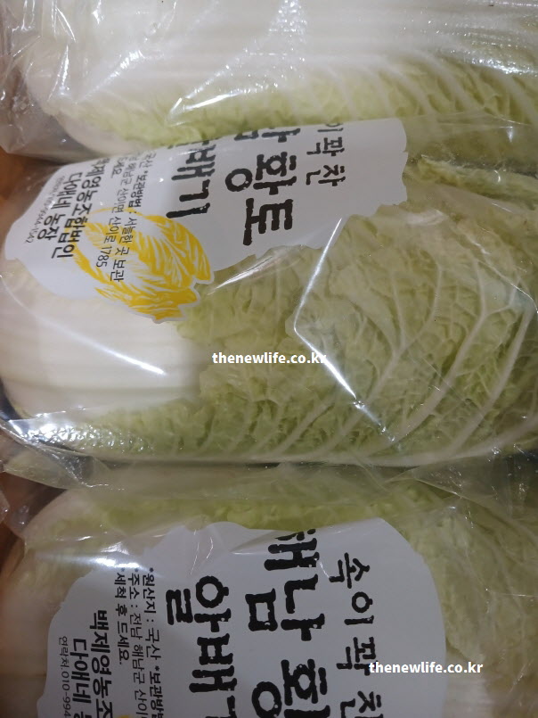 포장되어 있는 신선한 알배기 배추 실물. 국이나 찌개에 넣어 먹기 좋은 노란 배추의 싱싱한 모습