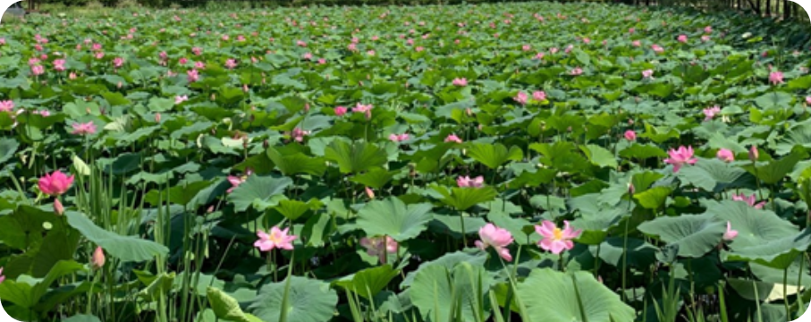 연꽃밭