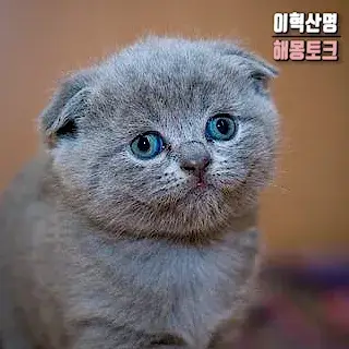 강아지-고양이-쫓아내는-꿈-cat-dog