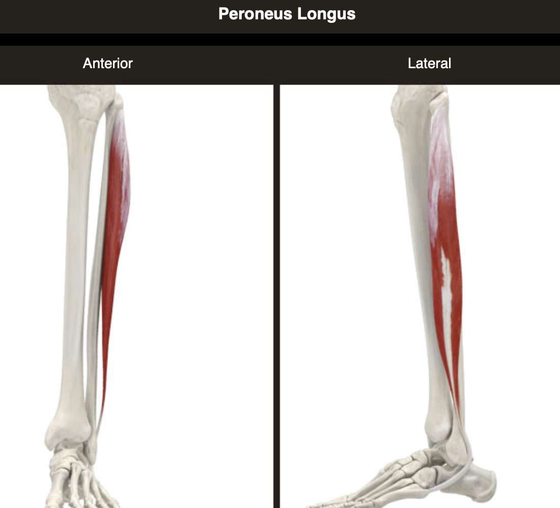 발목 재활과 운동 성능 향상을 위한 최신 연구 결과