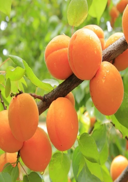 한국의 떡 종류 살구떡-살구나무