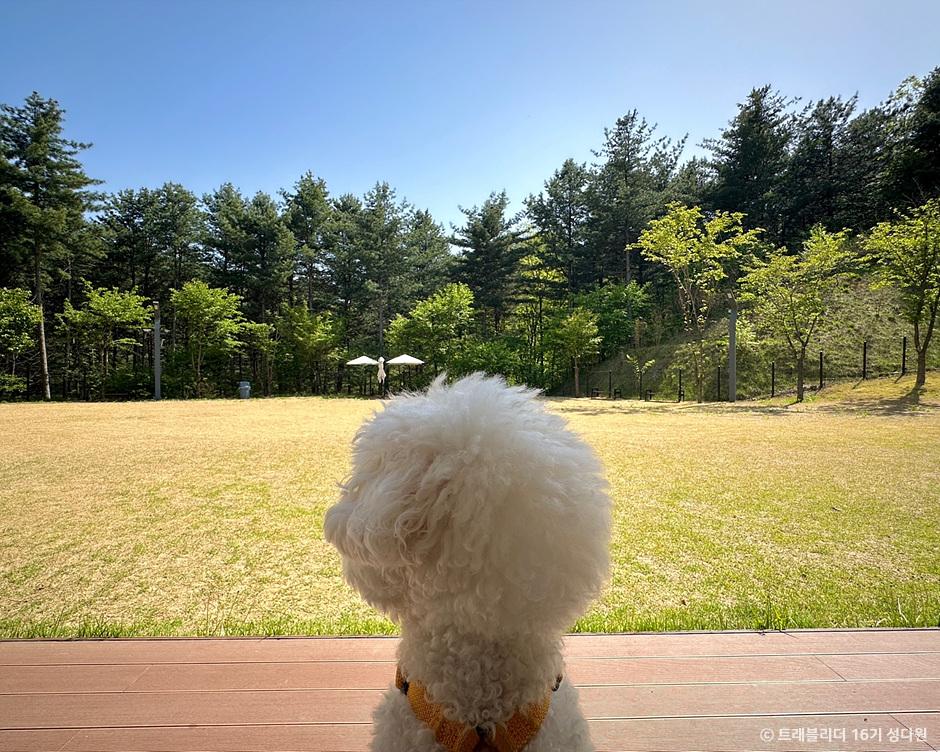 강아지와 함께 서울 근교 자연에서 산책하는 모습