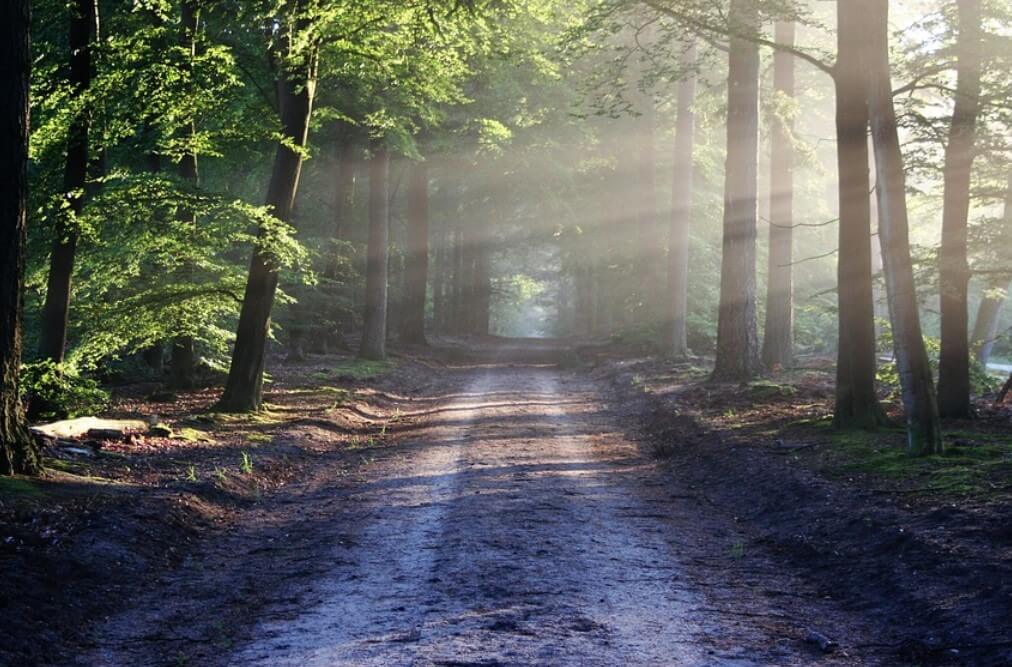 아침산책효과
아침운동효과
아침운동이 좋은이유
아침산책이 좋은이유