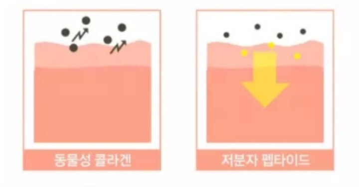 콜라겐-많은-음식
