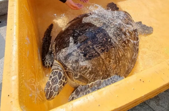 부산아쿠아리움-바다거북-구조대