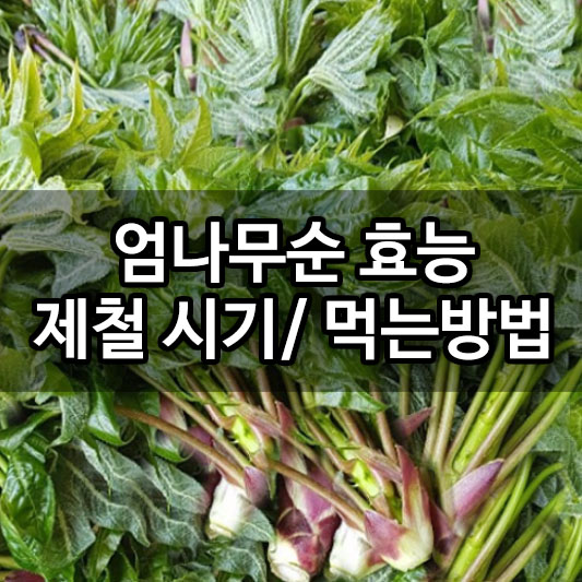 엄나무순 효능/ 제철 시기/ 먹는방법