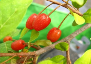 보리수 열매 효능