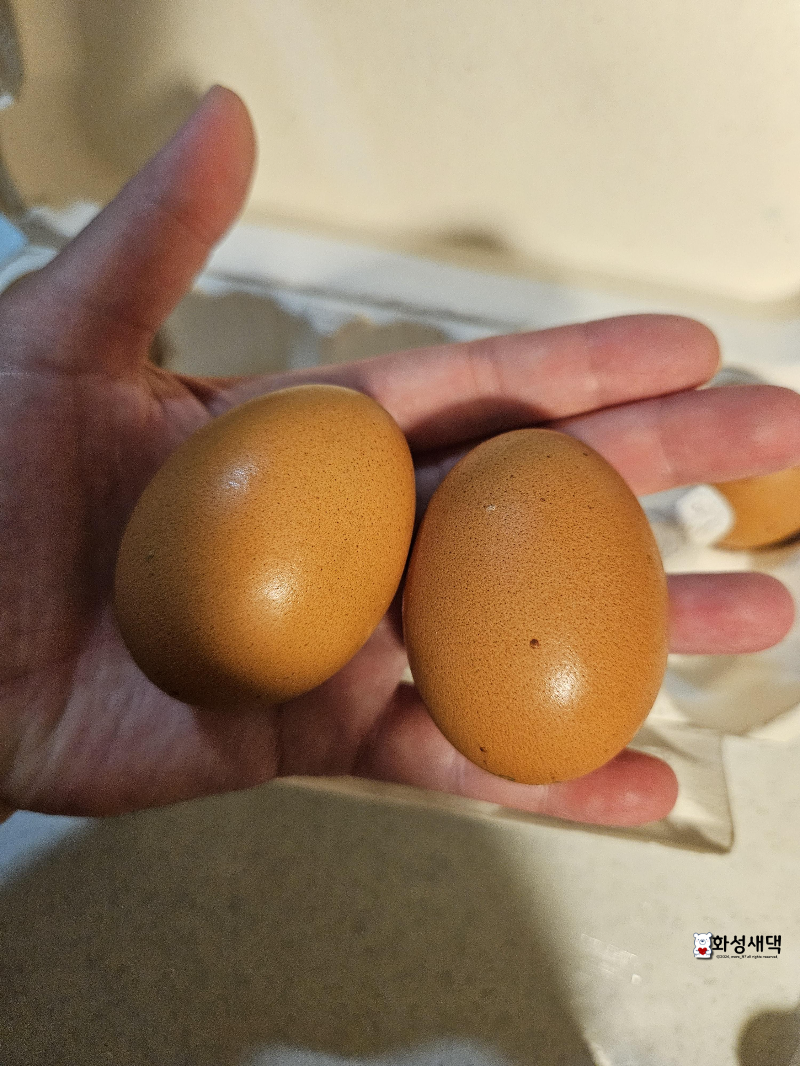 이유식-계란-큐브