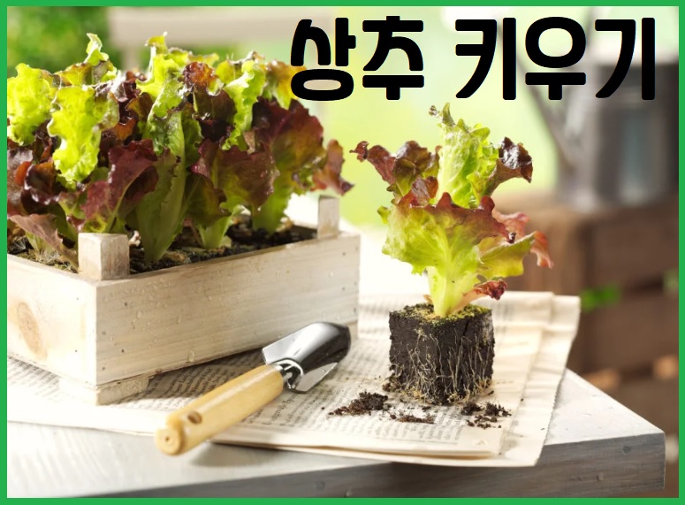 상추 재배