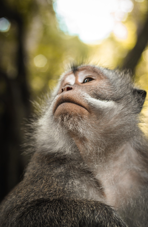 인도네시아 우붓 원숭이 숲 관련 사진
