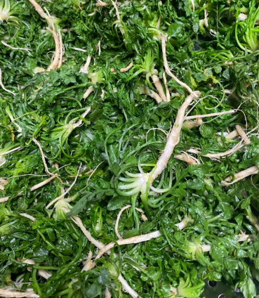 냉이 손질 모습