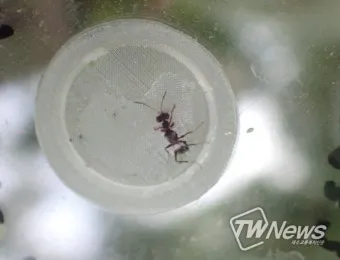 병해충 천적 활용 무당벌레 기생벌 끈끈이트랩 친환경 방제_24