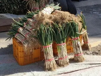 봄 텃밭 준비 토양 갈기 석회 퇴비 잡초 씨 제거_24