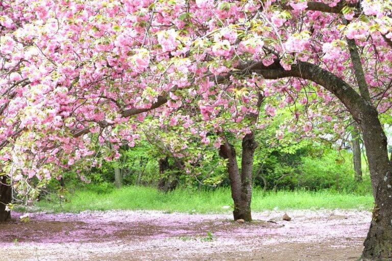 경주 불국사 겹벚꽃 여행 사진