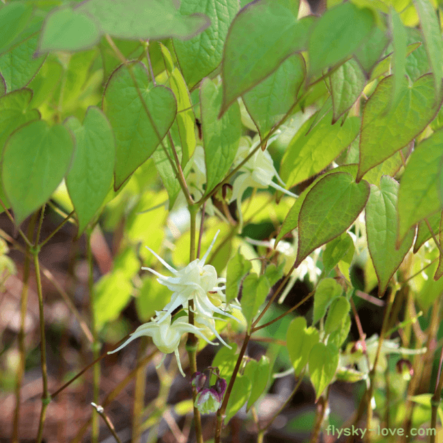 스테미너에 좋은 삼지구엽초