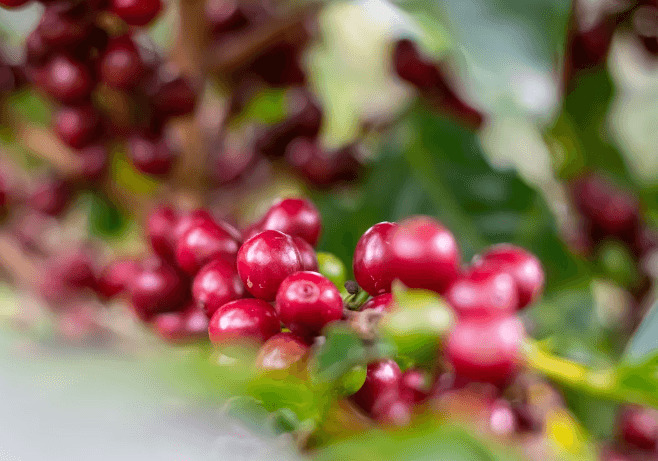 원두-체리-열매-이미지