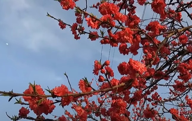 3월 4월 봄꽃 여행지 추천 - 금산 홍도마을 홍도화