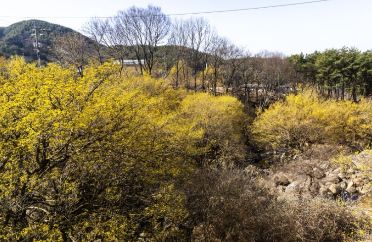 구례 산수유마을 (5월 산책용)