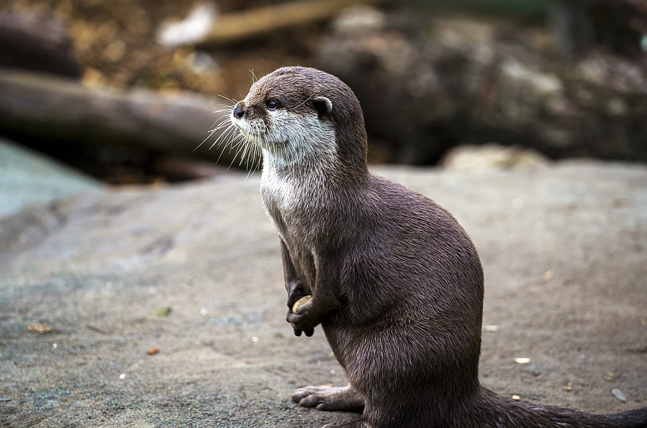수달의 협력적 소통: 인간 언어 기원과의 연관성