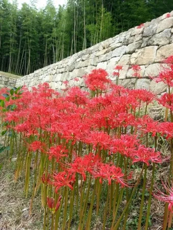 꽃무릇과 상사화 차이 요약 정리를 한눈에_10