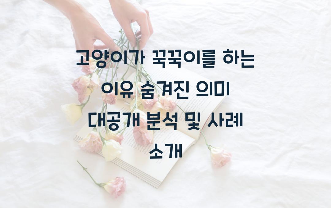 고양이가 꾹꾹이를 하는 이유! 숨겨진 의미 대공개