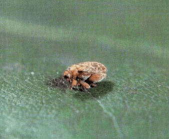 밤바구미