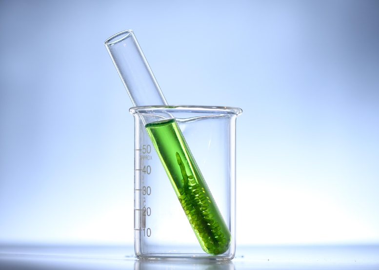 해조류와 미세조류 기반 슈퍼푸드