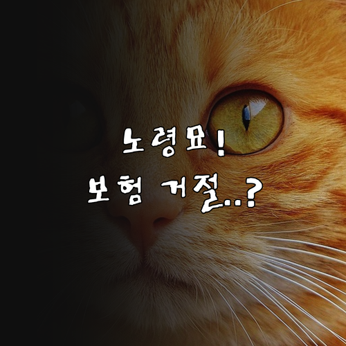노령묘 보험 가입과 보장 제외 조건..