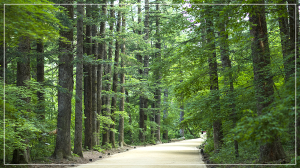 오대산 월정사 전나무숲길 이미지 / 출처: 곧 만나, 평창
