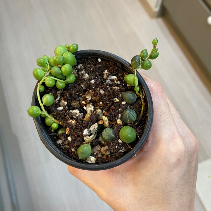 죽은 콩란