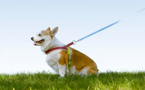 청계천 반려견 출입 동반 산책 가능한 시범 사업 소개 황학교 중랑천 위치 운영 기간