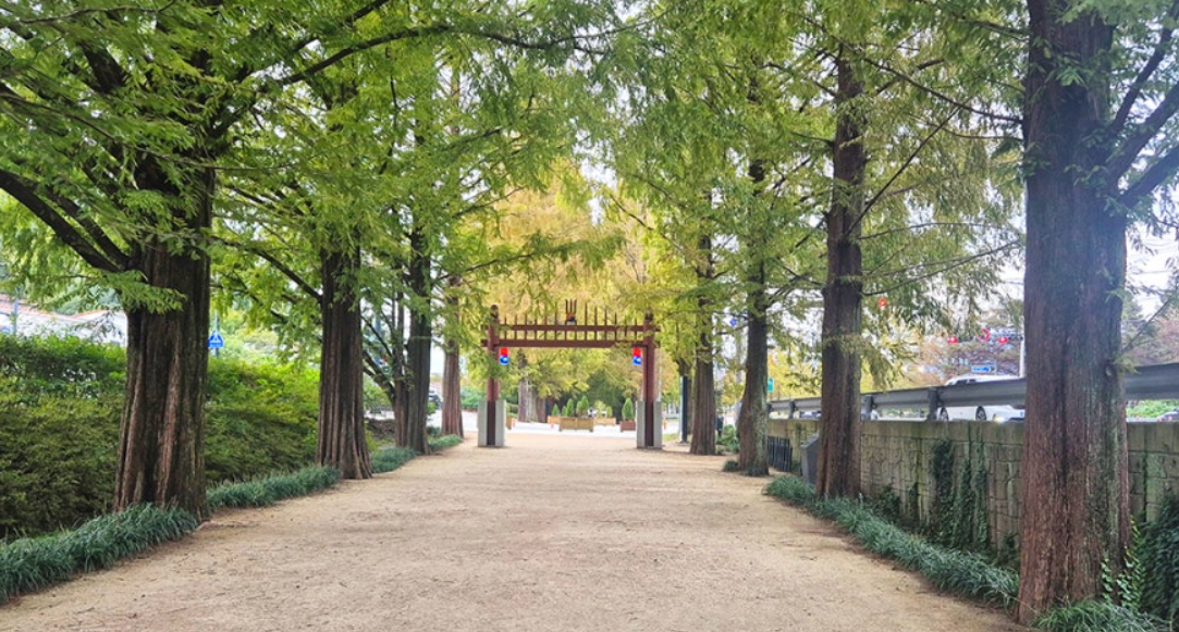 담양 메타세쿼이아길