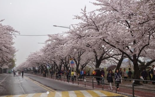 여의도 벚꽃 축제 연기