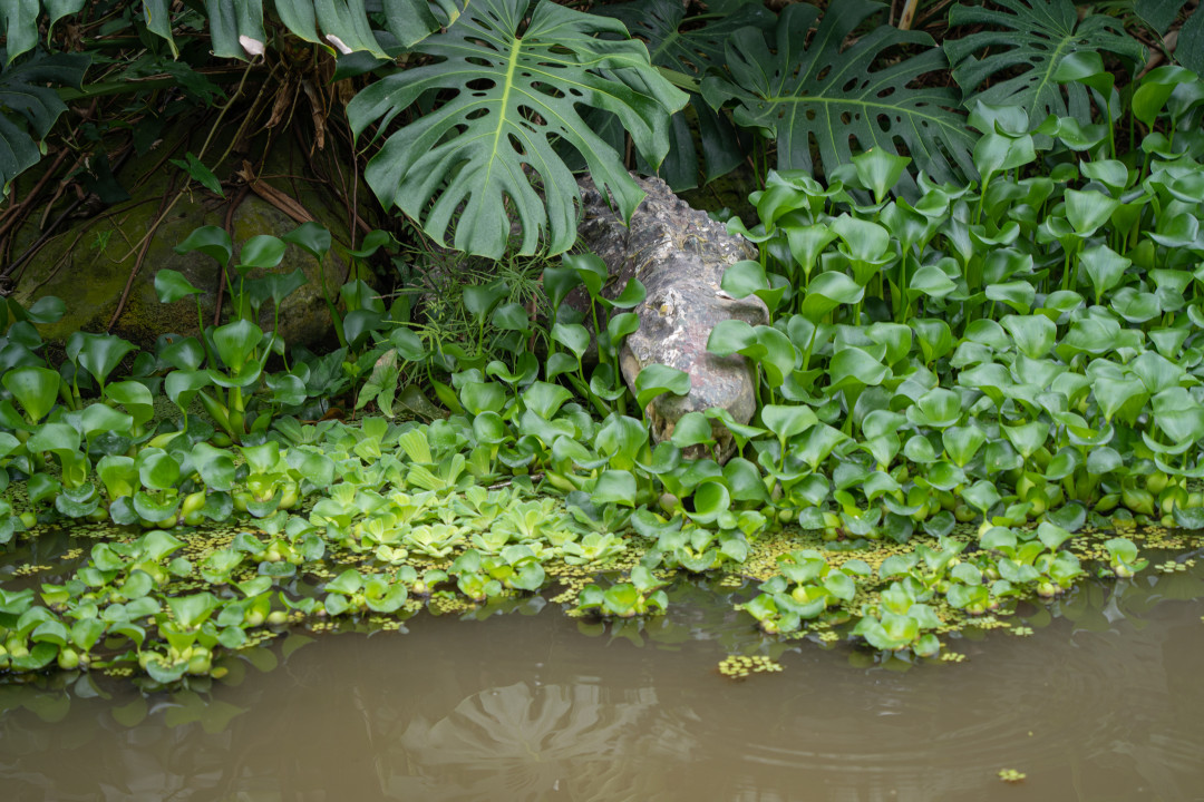 여미지 식물원 열대 정원