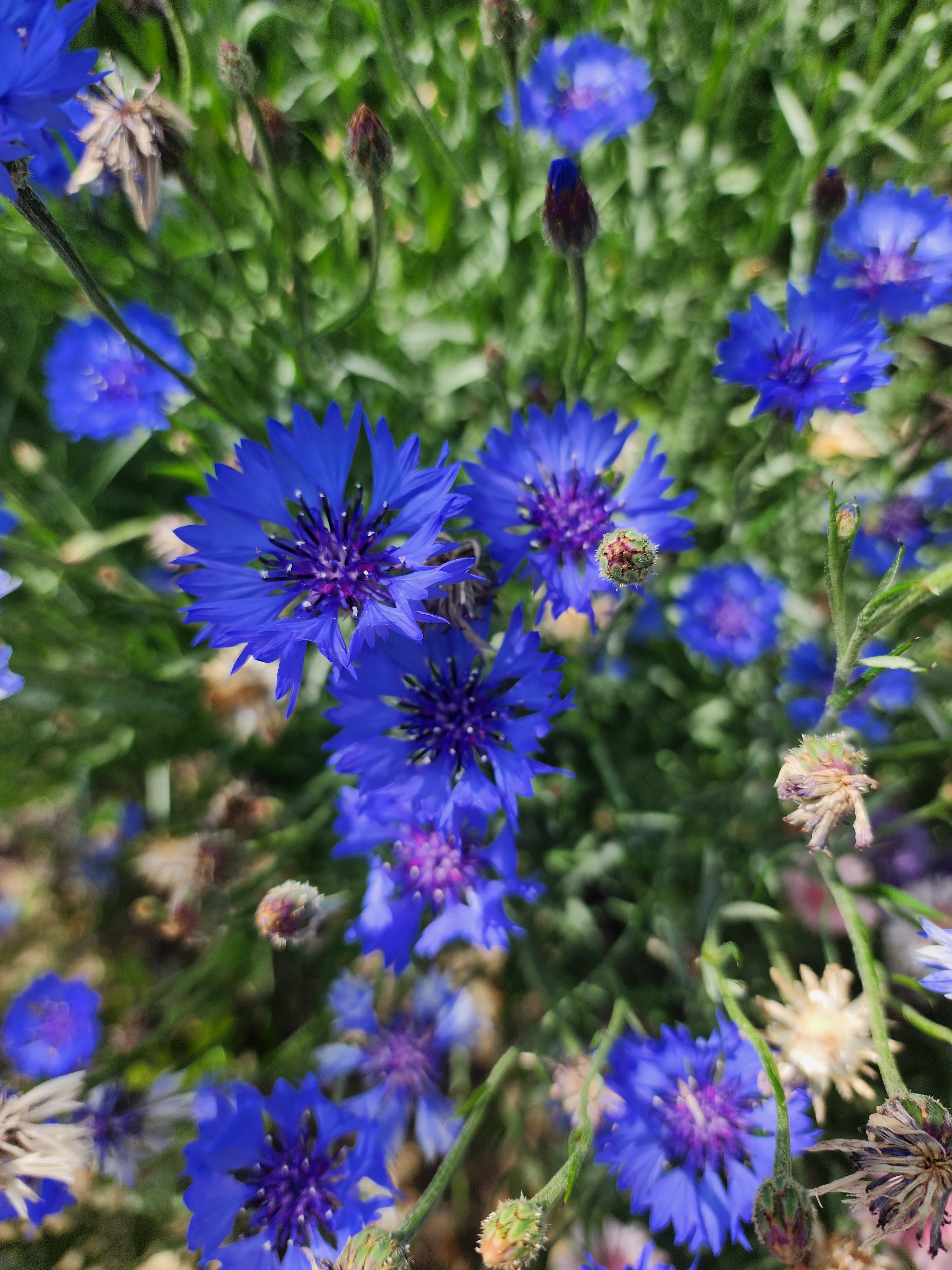수레국화 - 꽃말&amp;#44; 이름 유래&amp;#44; 특징&amp;#44; 재배 방법&amp;#44; 수레국화차 효능 및 부작용&amp;#44; 마시는 법