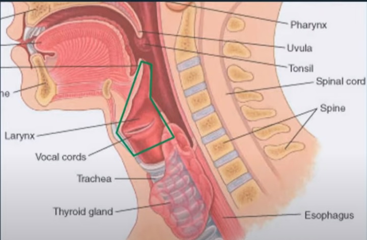 후두암 Larynx Cancer
