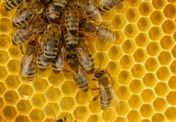 프로폴리스 효능 복용법 부작용