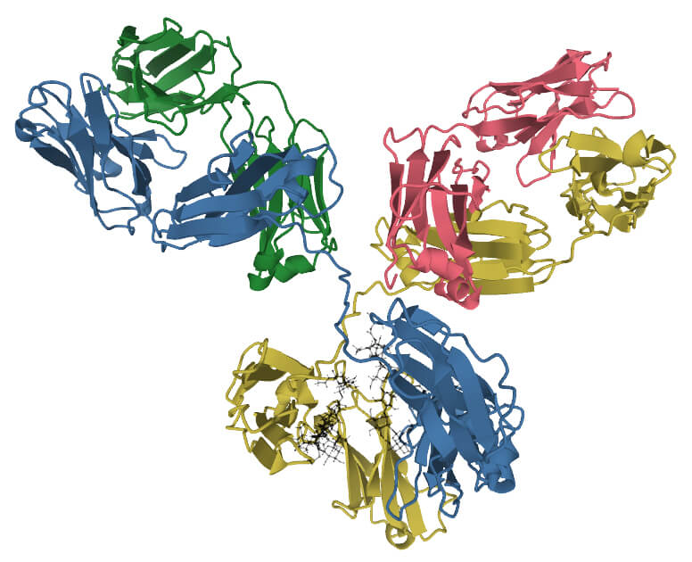 antibody 뜻 항체