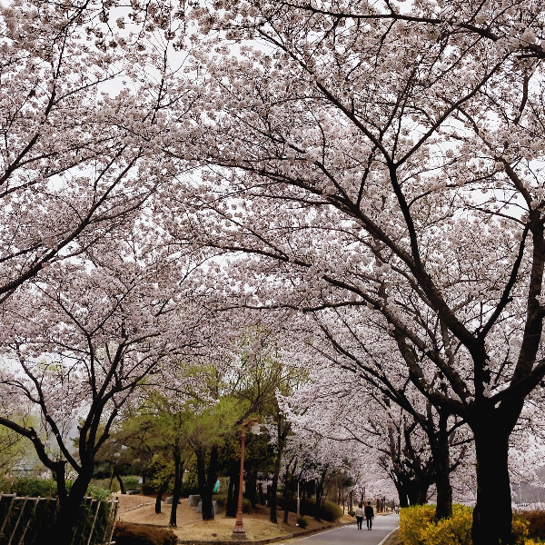 벚꽃 여행하고 싶은 사진