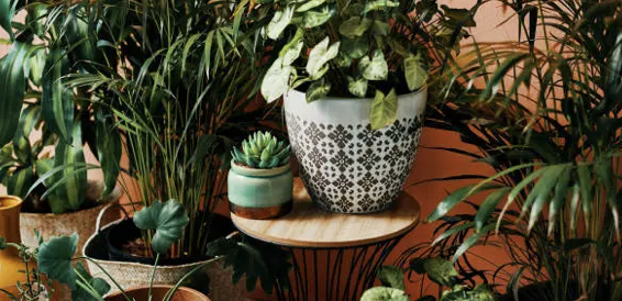 반려식물과 그 관리법