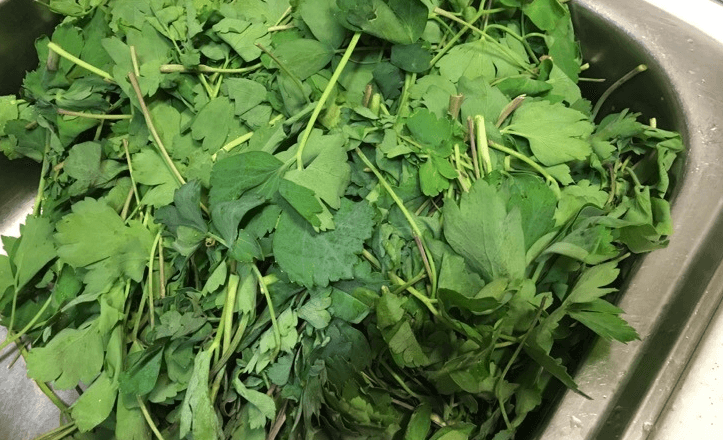 방풍나물을 싱크대에서 씻고 있다