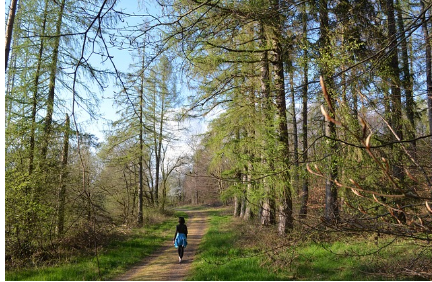 산림욕과 명상: 숲속에서 정신을 치유하는 힐링 여행지