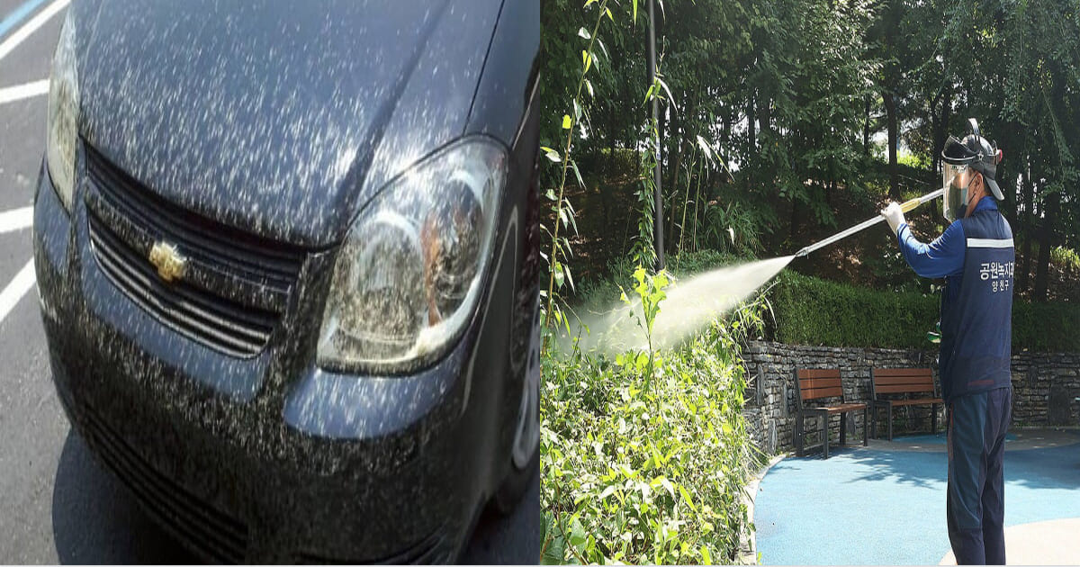 러브버그 퇴치법,러브버그 출몰 시기,러브버그 수명,러브버그 알,러브버그 익충,러브버그 방제