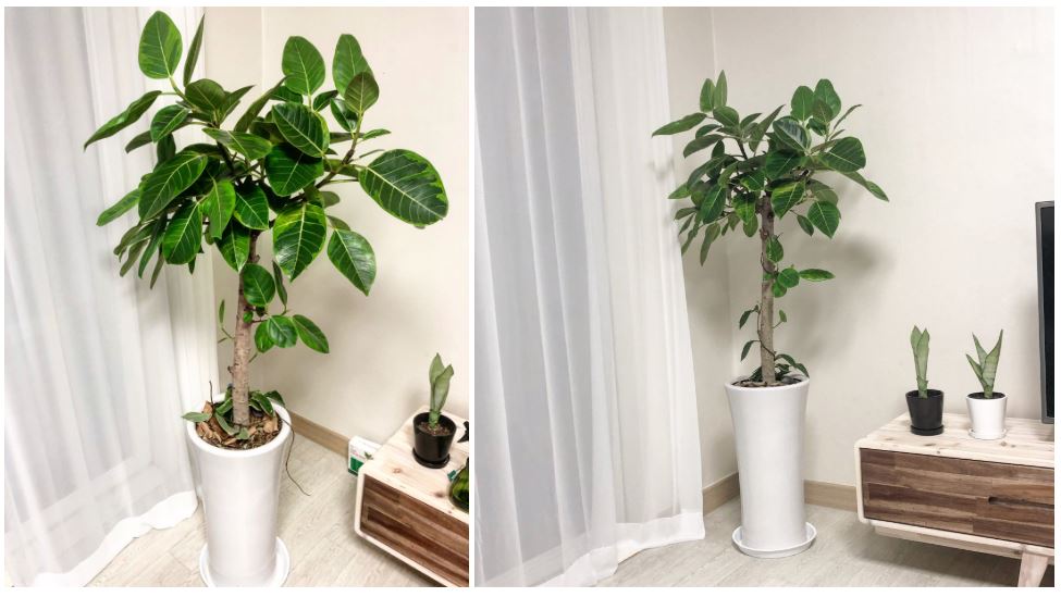 뱅갈고무나무 사진