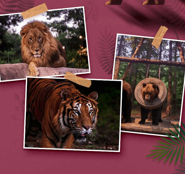 에버랜드 나이트사파리 후기 예약방법∙운영기간∙예매가격∙꿀팁 총정리