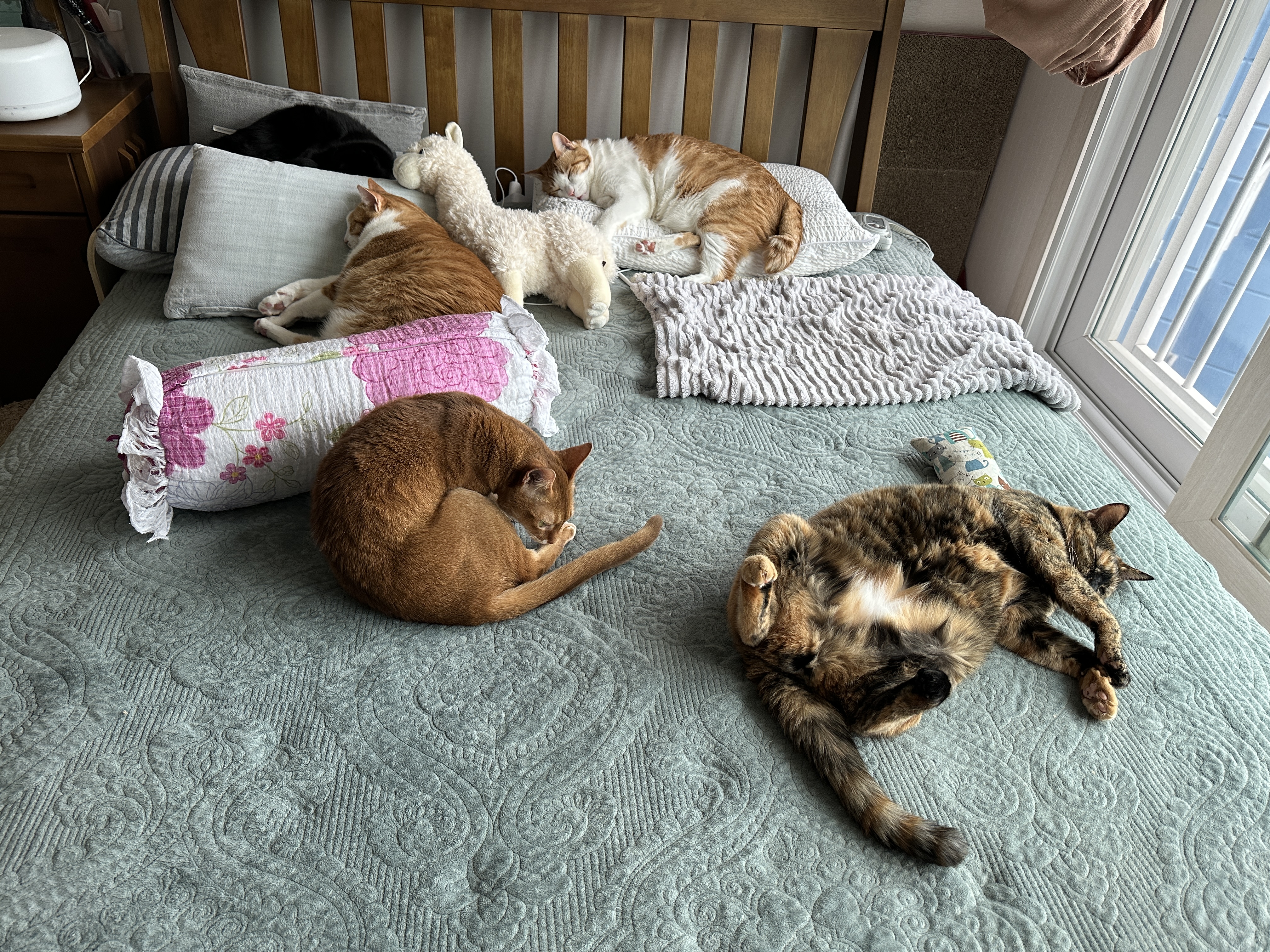 침대위_고양이들