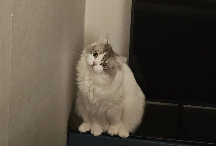 노르웨이 숲 고양이 성격