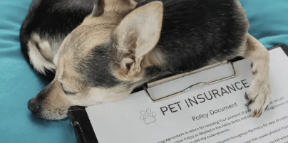 몰라서 못 받는 반려동물 보험 혜택&amp;#44; 지금 바로 확인하세요